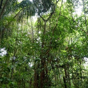 Tropenwald in Panama