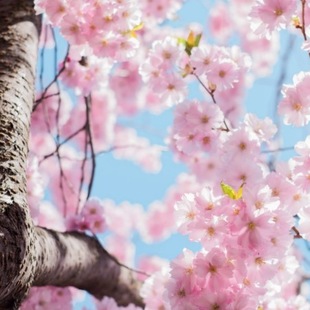 Mandelblüten