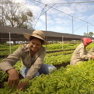 ForestFinance-Baumschule in Panama