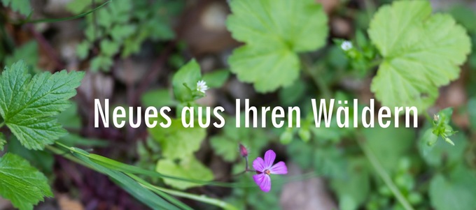 Neues aus Ihren Wäldern