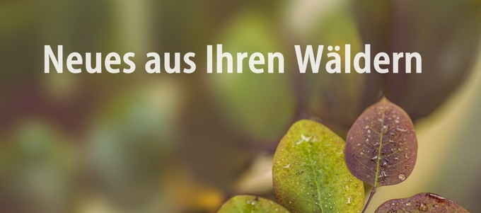 Neues aus Ihren Wäldern