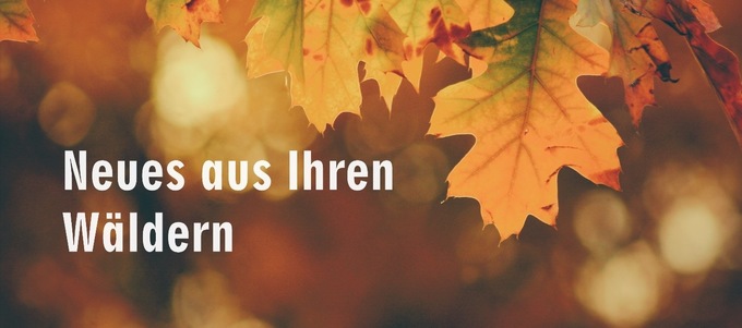Neues aus Ihren Wäldern