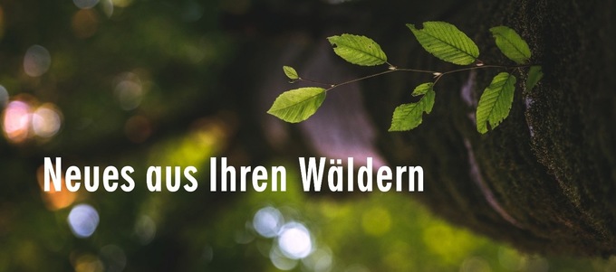 Neues aus Ihren Wäldern