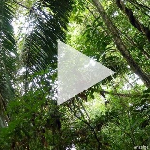SchutzWald-Video