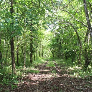 ForestFinance-Wald