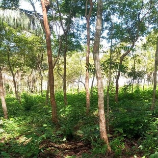 ForestFinance-Wald in Panama